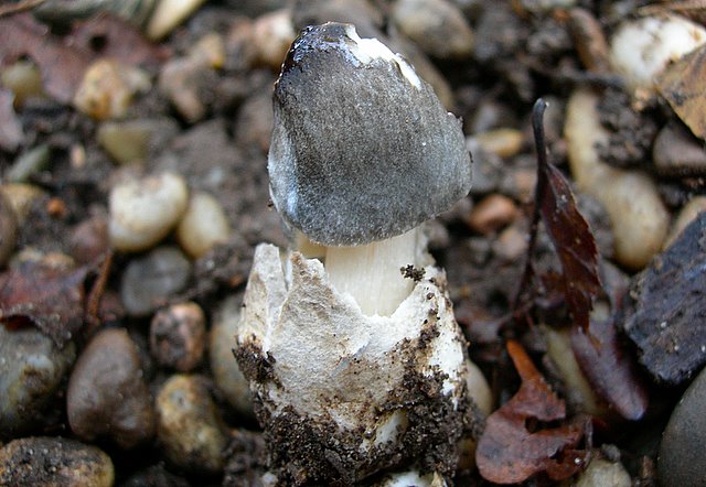 Volvariella  terrea  sp.nov.